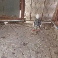 کبوتر خوب|پرنده|خورموج, |دیوار