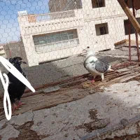 جفت سینه|حیوانات|بیرجند, |دیوار