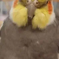 عروس هلندی گمشده