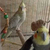 یک جفت عروس هلندی معاوضه با یه جفت قنادی