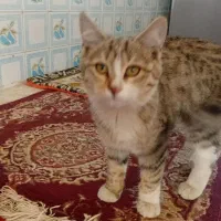 واگذارئ رایگِان چند تا بچه گربه|گربه|خوانسار, |دیوار