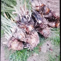 جونگ درخت|گل و گیاه طبیعی|نرماشیر, |دیوار