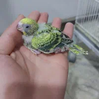 مرغ عشق سرلاکی|پرنده|کرمان, |دیوار