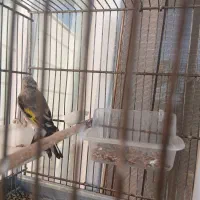 دوتا سهره کرمونی ویک رسمی بخون|پرنده|هشتگرد, هشتگرد قدیم|دیوار