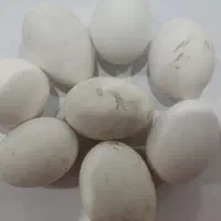 تخم مرغ لگهورن سفید