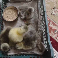 جوجه غاز|حیوانات مزرعه|سبزوار, قصبه شرقی|دیوار
