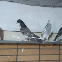 جوجه|پرنده|آران و بیدگل, |دیوار