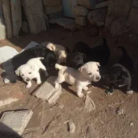 سگ پا کوتاه