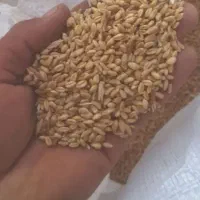 گندم ابی و دیم