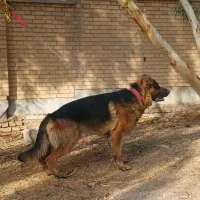 حیوان سگ|سگ|تهران, شهرآرا|دیوار