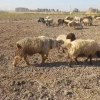 قوچ داشتی|حیوانات مزرعه|مرودشت, نقش رستم|دیوار