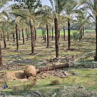 ارسال پالم نخل فقط یک دهم بدون واسطه|کلکسیون اشیاء عتیقه|نور, |دیوار