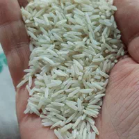 برنج محلی دورود بردجرد