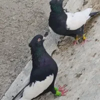 کفتر سینه ای نوک سفید پرشی|پرنده|شیراز, ارم|دیوار