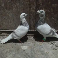 نر ماده ساده اوغون خطی