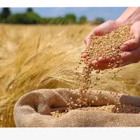 گندم آبی پیشتاز