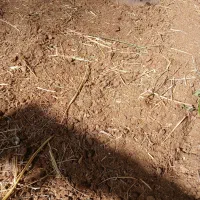 کود حیوانی گاو پنج ساله