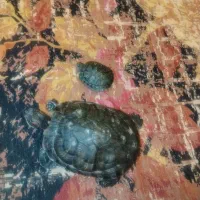 دو‌عدد گوش قرمز