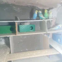 یک جفت کفتر ومرغ عشق|پرنده|سبزوار, قصبه غربی|دیوار