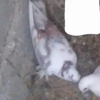 کبوتر