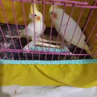 طوطی عروس|پرنده|رشت, کوی مهر|دیوار