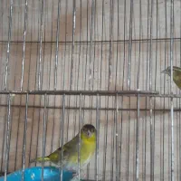 سهره و سهره سبز و گل بسر|پرنده|پردیس, فاز ۴|دیوار