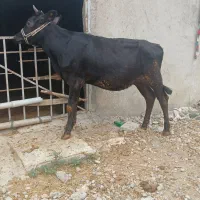 ۴ عدد گوساله درجه یک