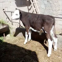 گوساله نر سمینتال