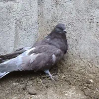 کبوتر کرمانی