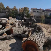 فروش چوب گردو سیاه سایز ۳۰ تا شصت خشک|عمده‌فروشی|شیراز, گویم|دیوار