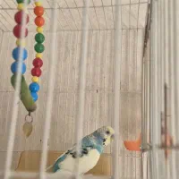 مرغ عشق|پرنده|مشهد, نوید|دیوار