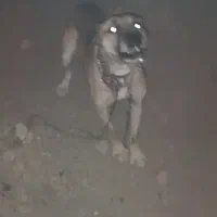 سگ نگهبان