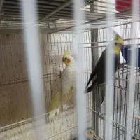 انواع پرنده عروس هلندی کوتوله مرغ عشق انگلیسی