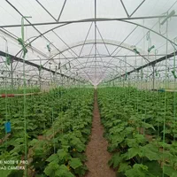 28هزار متر گلخانه در لوکیشن عالی