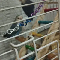 طوطی برزیلی خوش رنگ و بازیگوش|پرنده|قرچک, شهرک طلائیه|دیوار