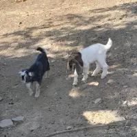 بزغاله شیرخوار|حیوانات مزرعه|ایلام, |دیوار