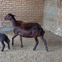 3راس گوسفند بره دار. میانسال