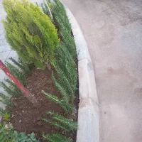 خدمات باغبانی باغچه کاری گلکاری در تمام نقاط تهران|خدمات باغبانی و درختکاری|تهران, جردن|دیوار