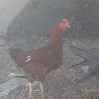 خروس اصیل و کفتر کبوتر و بره چاق|حیوانات مزرعه|مشهد, امیریه|دیوار