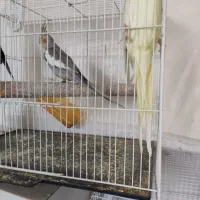 سلام یک دوچرخه سوار|پرنده|قائن, |دیوار