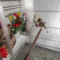 سهره زاغ|پرنده|کامفیروز, |دیوار