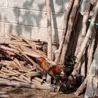 خروس|حیوانات مزرعه|رشت, پیرکلاچای|دیوار