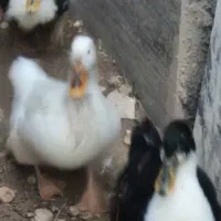 اردک بالغ