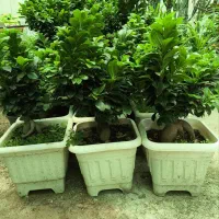 بنسای جنسینگ تایلندی اصل سایز بزرگ