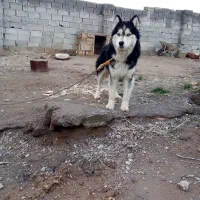 سگ هاسکی یک ساله