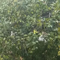 فروش نارنگی و پرتقال