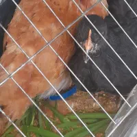 دو عدد مرغ کردی ۴ ماهه