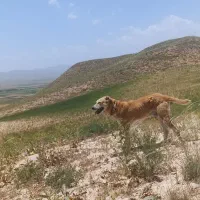 سگ‌گوسفندی‌وحیاطی