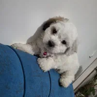 توله سگ مینیاتوری|سگ|پردیس, فاز ۵|دیوار