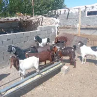 بزغاله پاکستانی نر